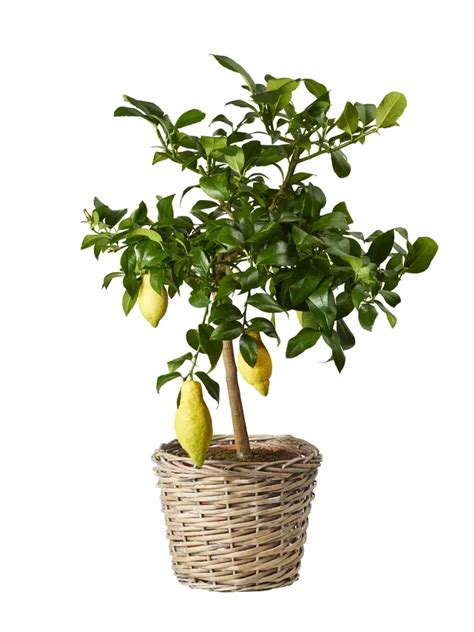 Citronträd plantagen